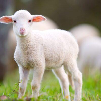 lamb-iStock-665494268-16×9-e1559777676675-1200×675